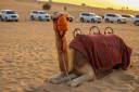 camel-knitted-orange-muzzle-lies-desert-high-quality-photo