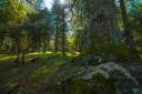 azrou-cedar-forest-morocco