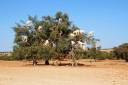 essaouira-morocco-spring-2017-goats-top-tree