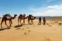 berber-man-leads-camel-caravan-across-sand-dunes-sahara-desert-morocco